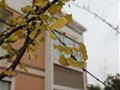 国际部教室窗外