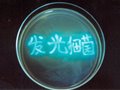 [2017年科技活动月]发光细菌的制作